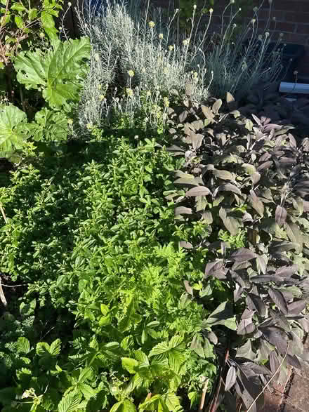 Photo of free Herb and Jostaberry cuttings (Nether Stowe WS13) #1