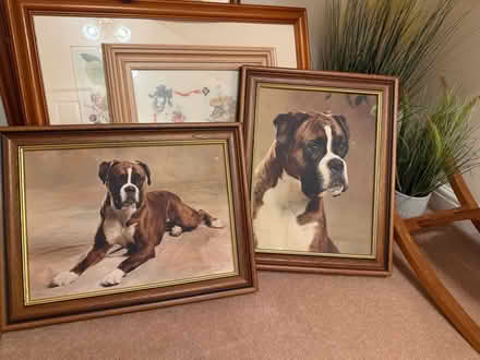 Photo of free Boxer dog photos and paintings (Badshot Lea GU11) #1