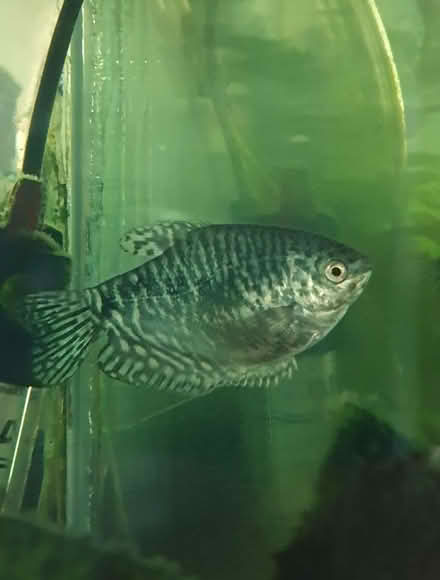 Photo of free Gourami tropical fish (Middleton Park AB22) #1