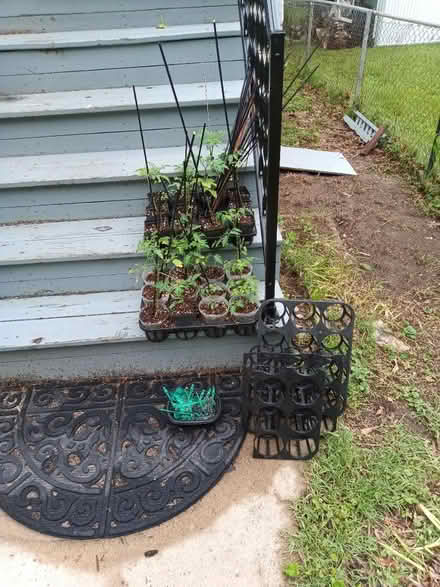 Photo of free Tomato seedlings (Mt Rainier MD) #1