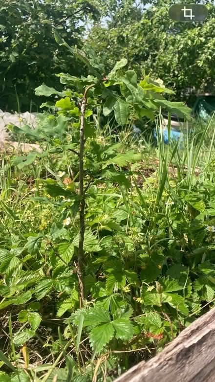 Photo of free Oak sapling x 2 (Riddlesdown CR8) #1