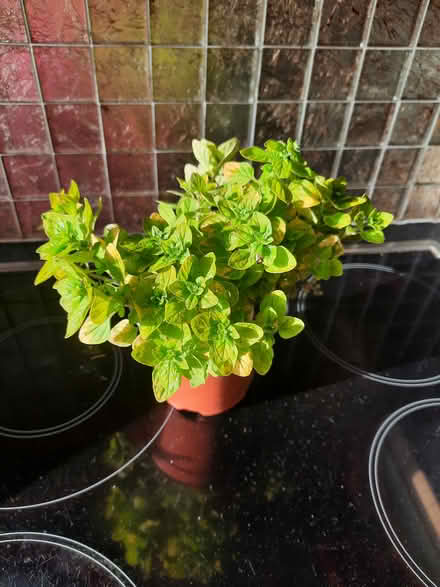 Photo of free Little pot Golden Marjoram herb (Morden SM4) #3