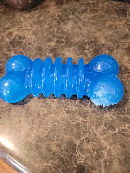 Photo of free Nylabone, slightly chewed (Bartlett: Devon and Newport) #1