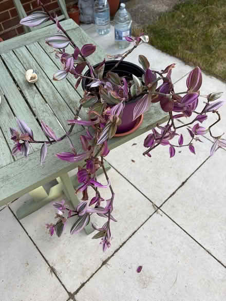 Photo of free Plant (CT10) #2