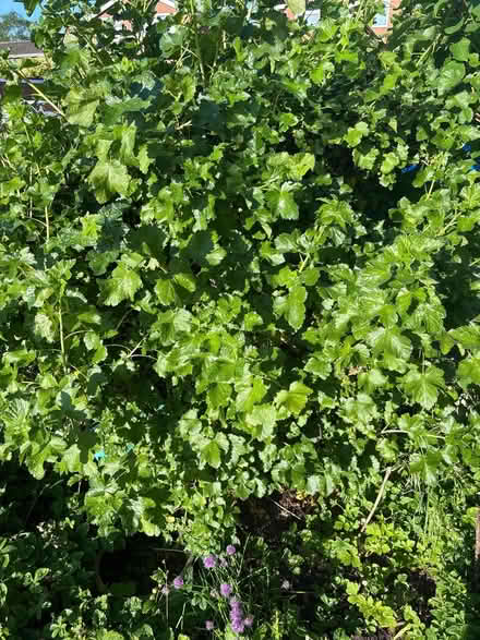 Photo of free Herb and Jostaberry cuttings (Nether Stowe WS13) #4