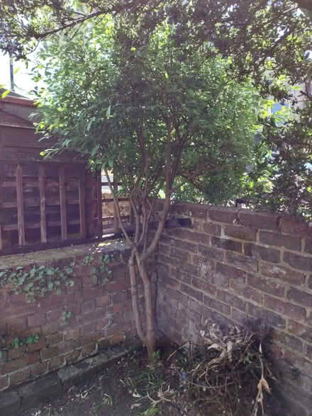 Photo of free Maple tree (Southsea PO4) #2