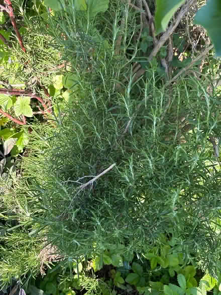 Photo of free Herb and Jostaberry cuttings (Nether Stowe WS13) #2