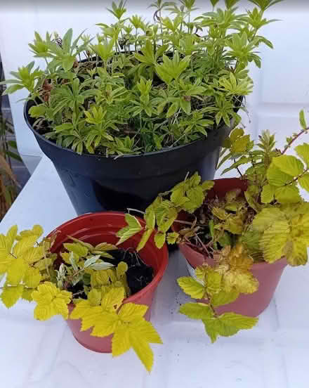 Photo of free 3 Garden Plants (Parkstone BH12) #1