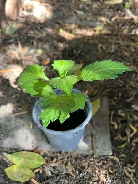 Photo of free Hazel Seedling SW4 (SW4) #1