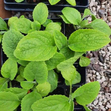 Photo of free Plant seedlings (Southport PR9) #1