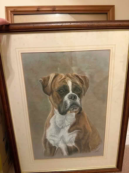 Photo of free Boxer dog photos and paintings (Badshot Lea GU11) #2