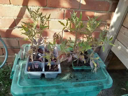Photo of free Tomato Plants (Shurdington GL51) #1