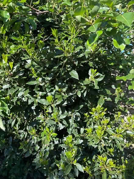 Photo of free Herb and Jostaberry cuttings (Nether Stowe WS13) #3