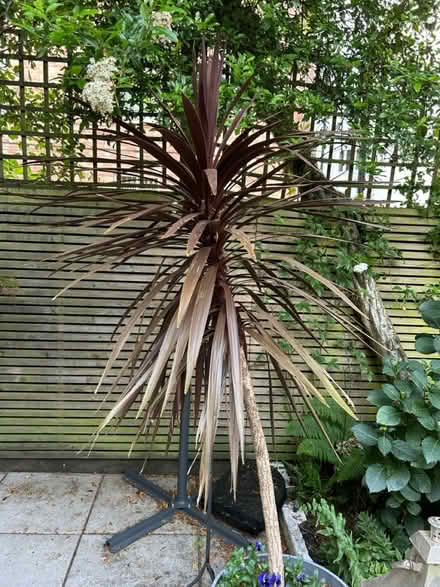 Photo of free Tall cordyline needs new garden (Chiswick W4) #1