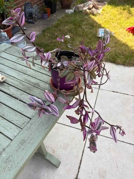 Photo of free Plant (CT10) #1
