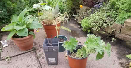 Photo of free Perennial plants (Dearnley OL15) #1