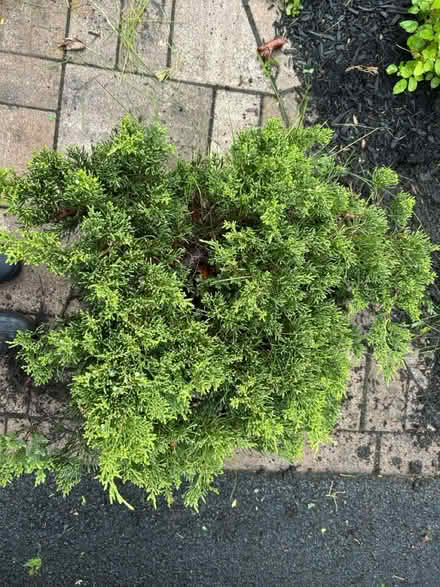 Photo of free Mature, Juniper Bush (Canandaigua) #2