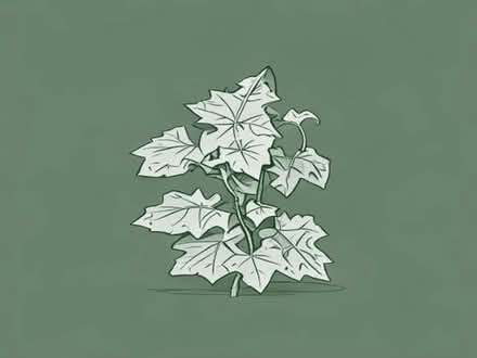 Photo of Variegated ivy (Chipstead TN13) #1
