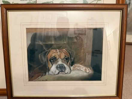 Photo of free Boxer dog photos and paintings (Badshot Lea GU11) #3