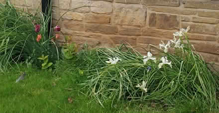 Photo of free Flowering bulbs (Boston Spa LS23) #1
