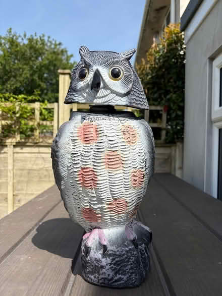 Photo of free Owl Pigeon scarer (Hatt) #1