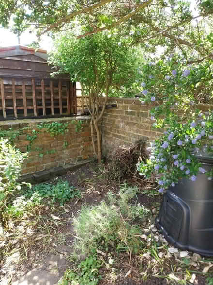 Photo of free Maple tree (Southsea PO4) #1