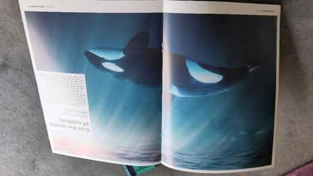 Photo of free Back issues of Whale & Dolphin (Claverton BA2) #1