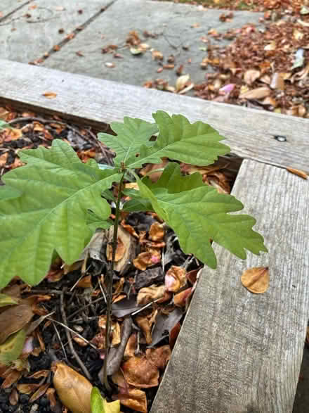 Photo of free Oak Seedling (Long Ditton, KT6) #1