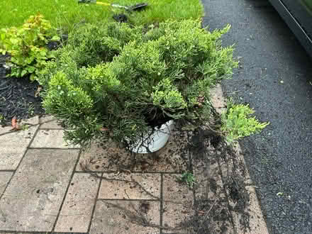 Photo of free Mature, Juniper Bush (Canandaigua) #1