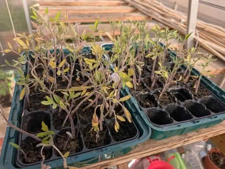 Photo of free Tomato seedlings (GU12) #1