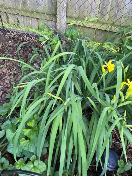 Photo of free Yellow iris (Near IBM) #2