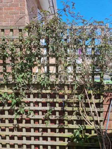 Photo of free Clematis Montana Rubens (Fiveways Brighton) #4