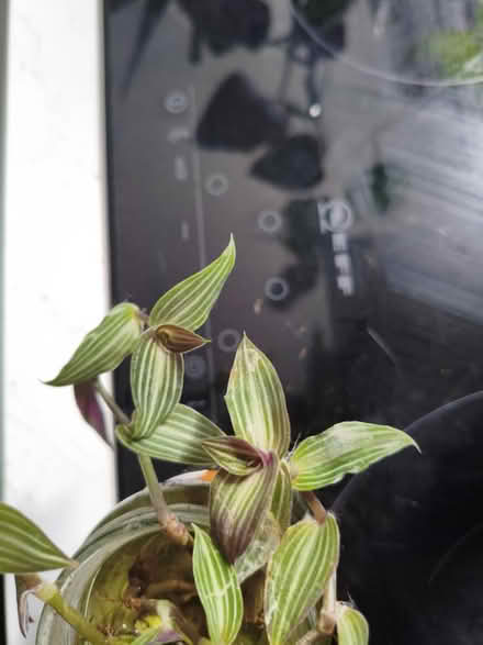 Photo of free Plant cuttings (Golders green NW11) #1