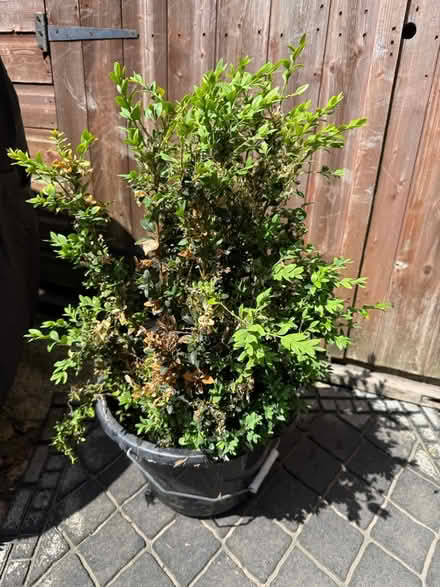 Photo of free Small box bush (DA7 Barnehurst/Bexleyheath) #1