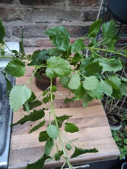 Photo of free Jar of lemon balm (L1 Liverpool City Centre) #1