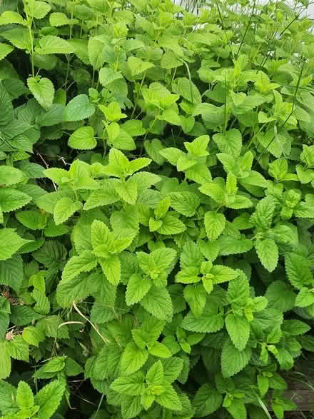 Photo of free Garden give away (fairview) #2