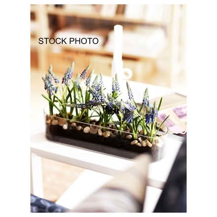Photo of free IKEA BLOMSTER glass planter (Union Square/Prospect Hill) #4