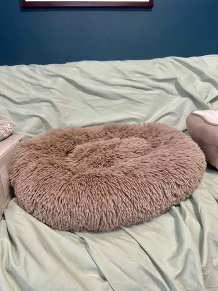 Photo of free Small pet beds — cat or small dog (Malden) #2
