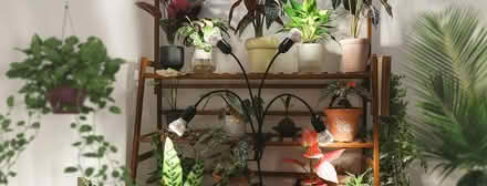 Photo of Grow Lights for Houseplants (01890) #1