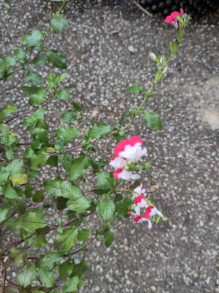 Photo of free Salvia plant (L1 Liverpool City Centre) #2