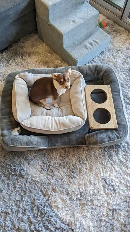 Photo of free Dog Beds and Dog Food Bowl Stand (01890) #1