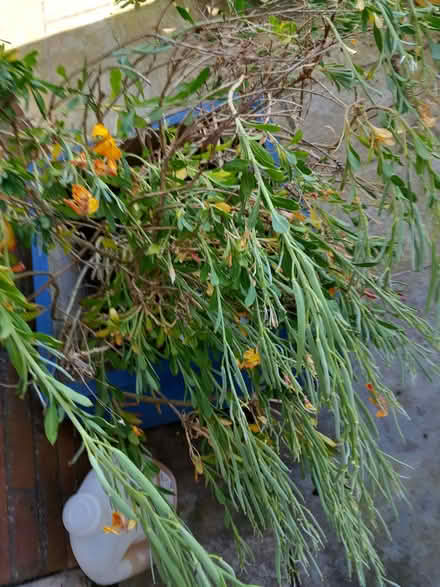 Photo of free Wallflower bushes (Farden SY8) #1
