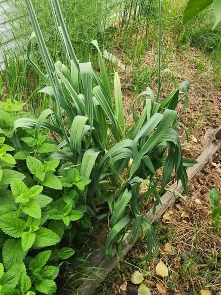 Photo of free Garden give away (fairview) #4