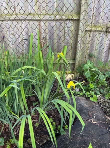 Photo of free Yellow iris (Near IBM) #3
