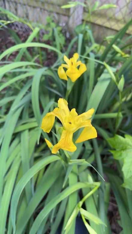 Photo of free Yellow iris (Near IBM) #1