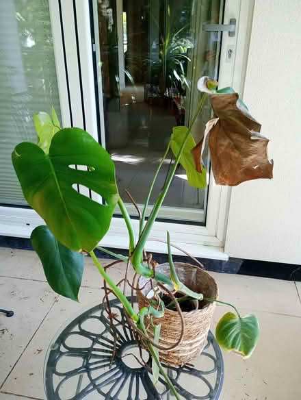 Photo of free Cheese Plant (Branksome Park BH13) #1