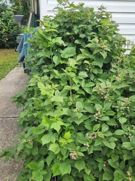 Photo of free Garden give away (fairview) #3
