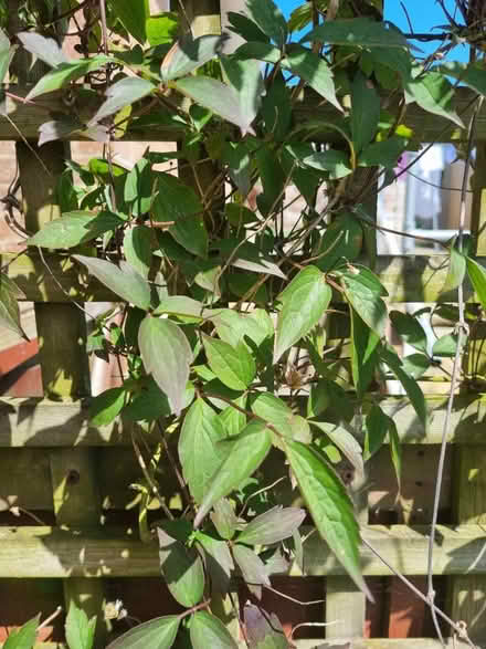 Photo of free Clematis Montana Rubens (Fiveways Brighton) #1