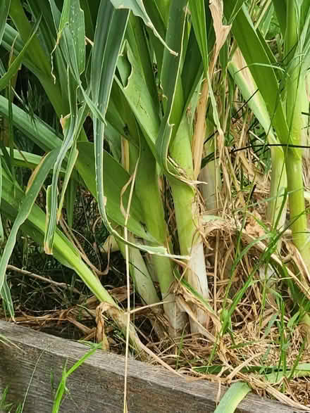 Photo of free Garlic in garden (fairview) #1