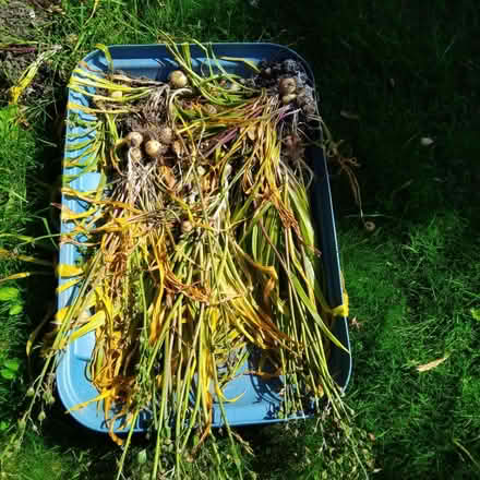 Photo of free Bluebells (Ingol PR2) #1
